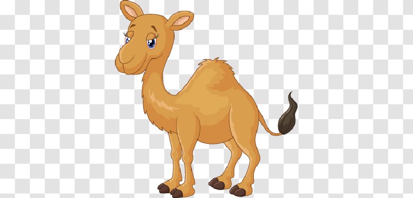 IStock Clip Art - Istock - Arabian Camel Transparent PNG