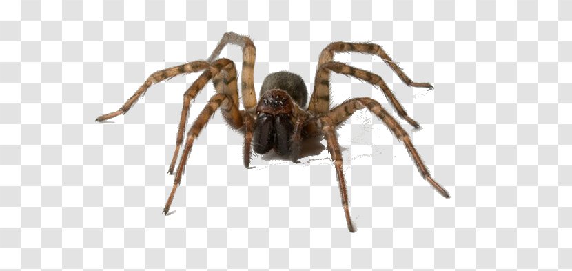 House Spider Pest Control Tegenaria Domestica - Infestation Transparent PNG