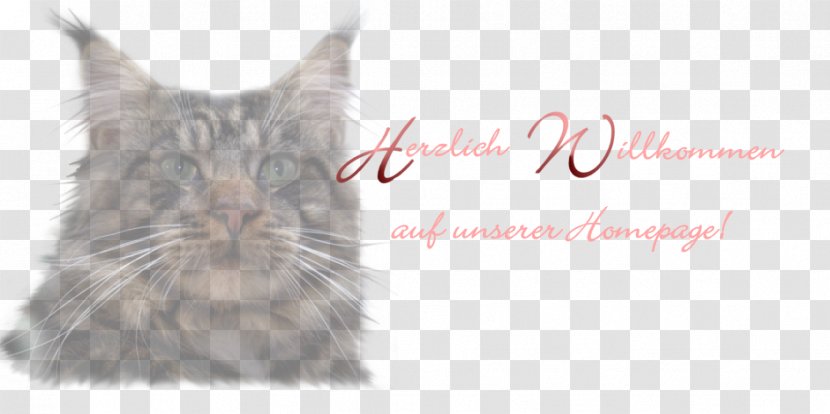 Whiskers Maine Coon Kitten Raccoon Transparent PNG