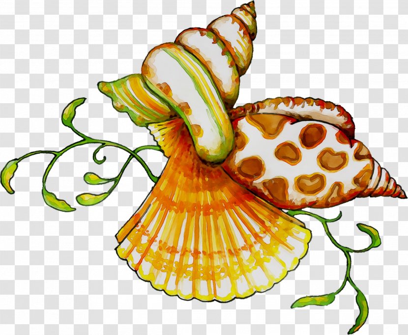 Clip Art Flower Food Product Invertebrate - Sea Snail Transparent PNG