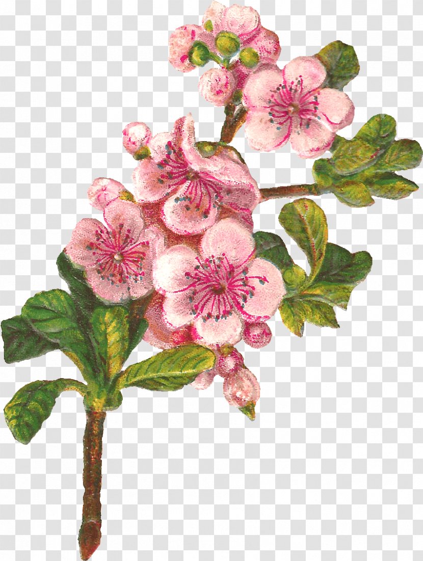 Rose Flower Drawing - Pink - Geranium Malus Transparent PNG