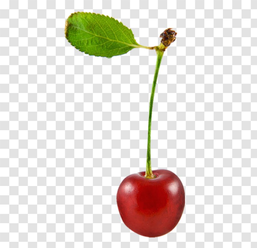 Sweet Cherry Cerasus Food Fruit - Yandex Search Transparent PNG
