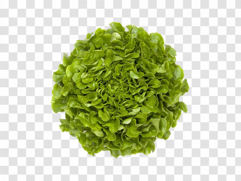 Leaf Vegetable Mesclun Salad Capitata Group - Romaine Lettuce Transparent PNG