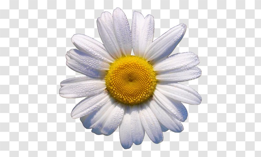 Clapham Wilstead Daisy May Florists Sharnbrook Bedford Transparent PNG