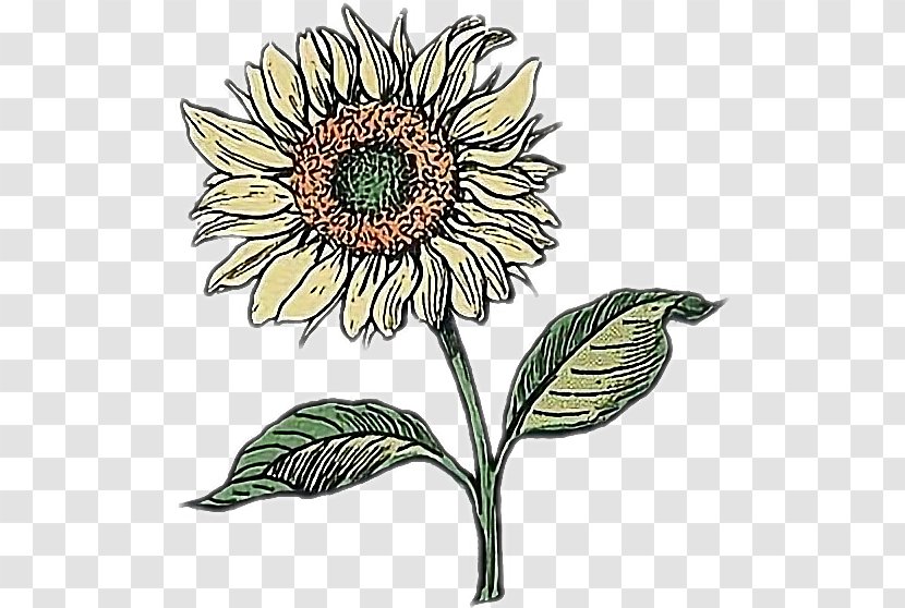 Drawing Doodle Image Art - Wildflower - Sunflower Transparent PNG