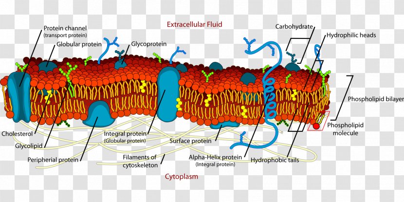 Cell Membrane Biological Biology - Cytoplasm - Aquaporin Transparent PNG