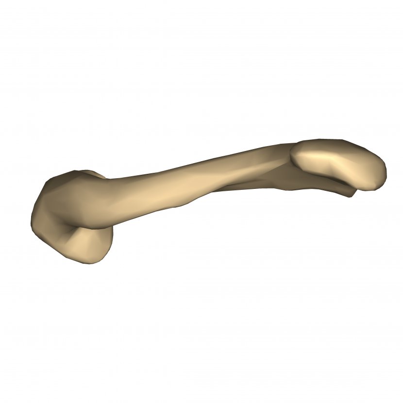 Clavicle Fracture Anatomy Anatomography Bone - Scapula - SEE Transparent PNG