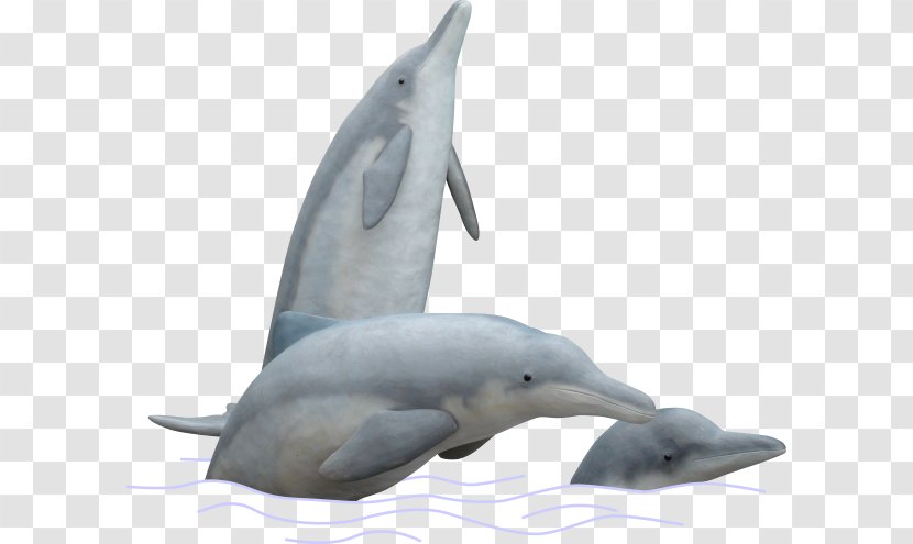 Spinner Dolphin Striped Common Bottlenose Tucuxi Short-beaked Transparent PNG