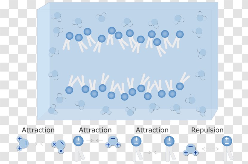 Phospholipid Lipid Bilayer Cell Membrane Hydrophile Hydrophobe - Water Layer Transparent PNG