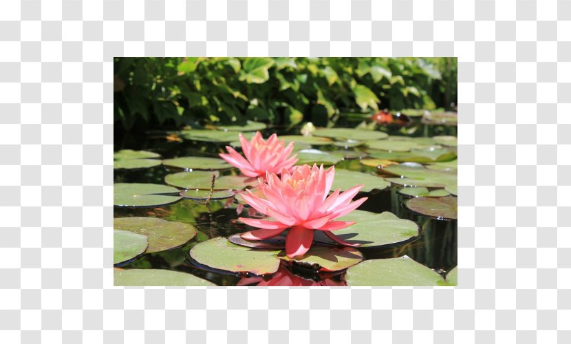Nelumbo Nucifera Botanical Garden Pond Botany - Flower - Plantas Japonesa Transparent PNG