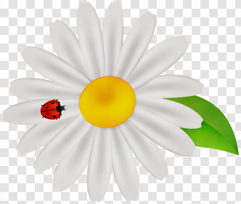 Yellow Transvaal Daisy Transparent PNG