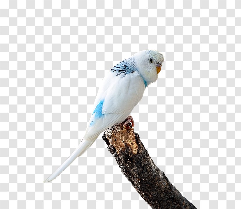Budgerigar Lovebird T-shirt Parakeet - Macaws - Bird Transparent PNG