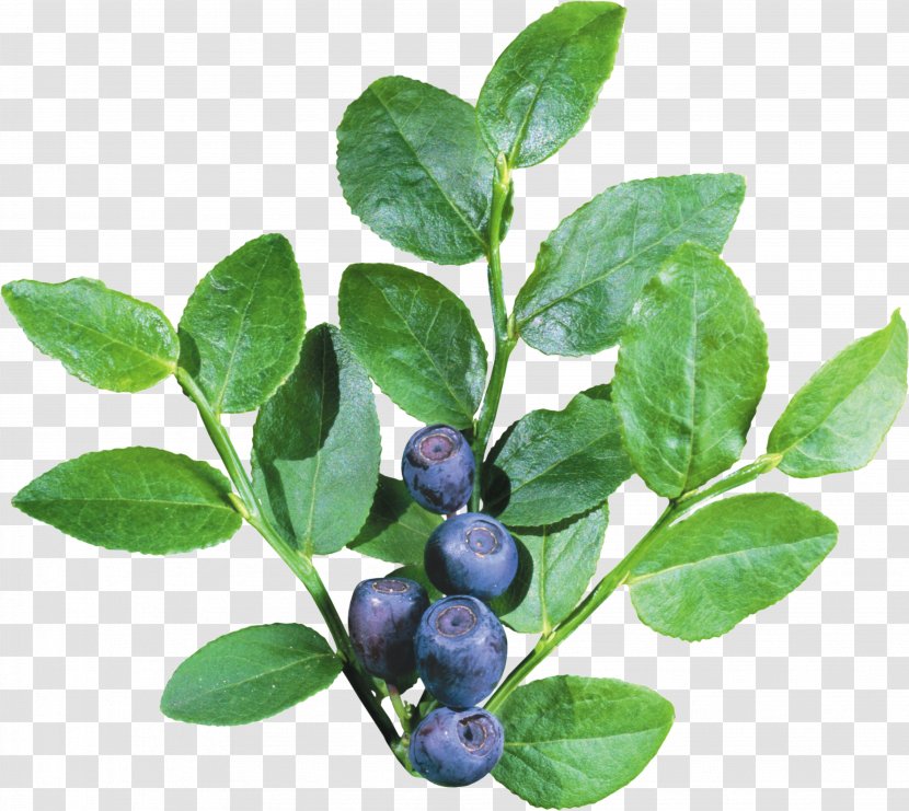 Blueberry Icon - Auglis - Blueberries Transparent PNG