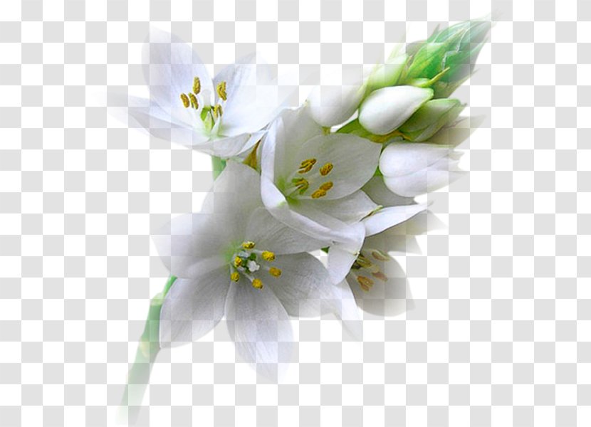 Flower Blog Animaatio Floral Design - White Transparent PNG