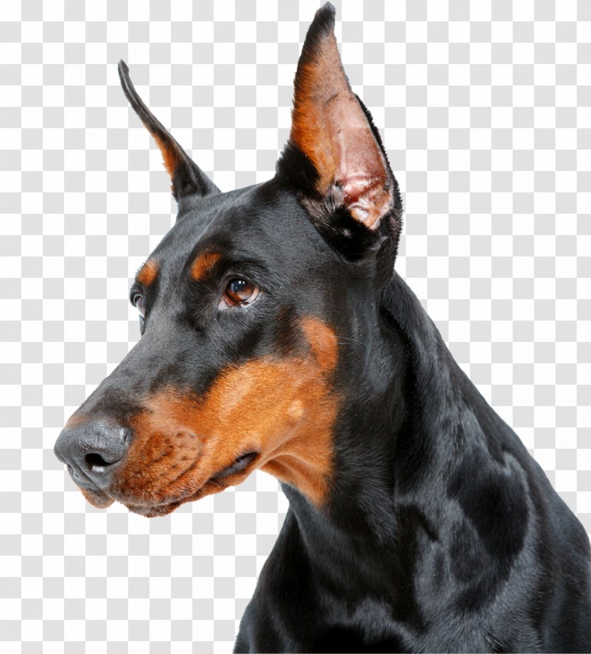 Dobermann German Pinscher Manchester Terrier Miniature Dog Breed - Like Mammal - Race Transparent PNG