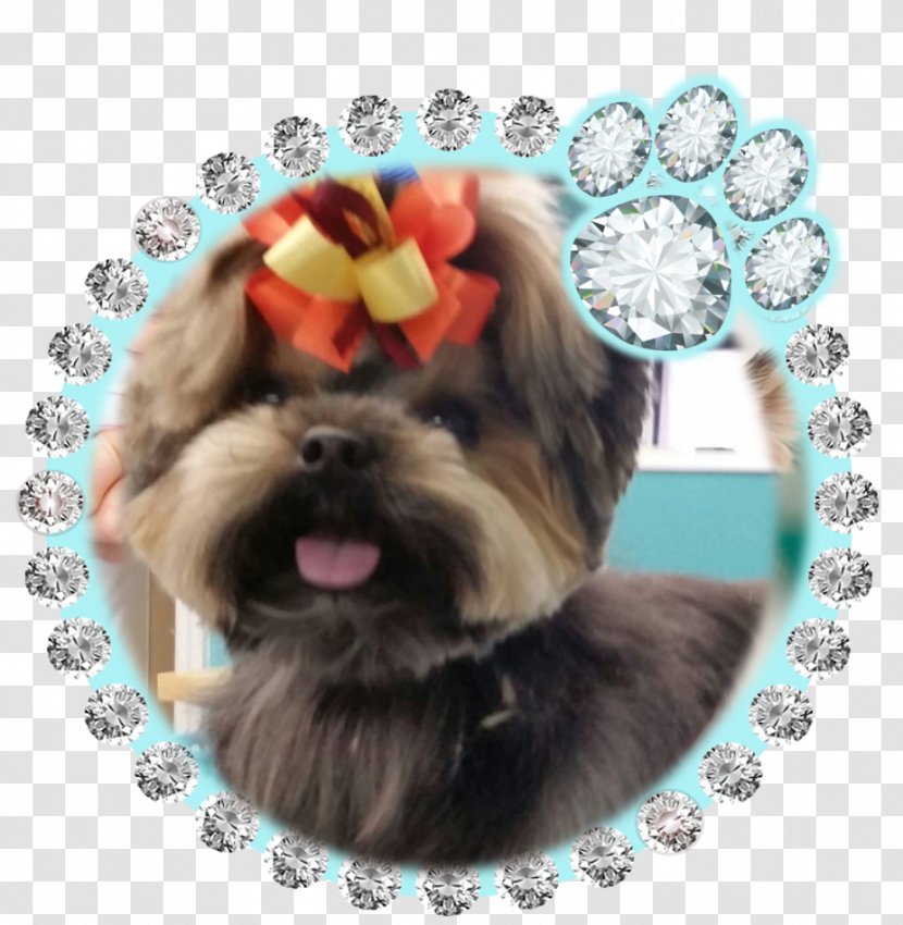 Morkie Shih Tzu Contact Lens: Fitting Guide Lenses Havanese Dog - Puppy Love Transparent PNG