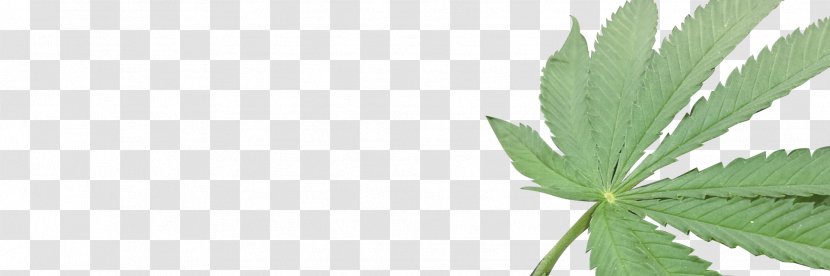 Cannabis Hemp Arnold Cannabidiol - Drug - Pot Leaf Transparent PNG