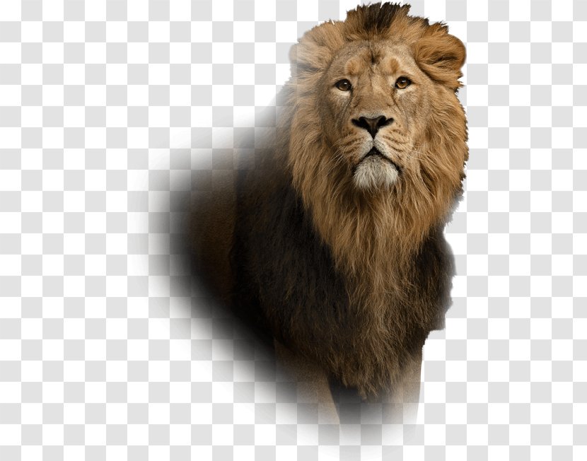 Lion Leo Islam Astrological Sign Aura - Carnivore Transparent PNG