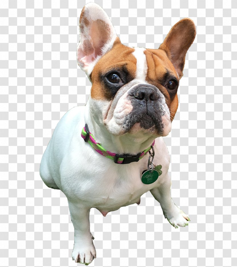 French Bulldog Olde English Bulldogge Toy Old - Nonsporting Group Transparent PNG