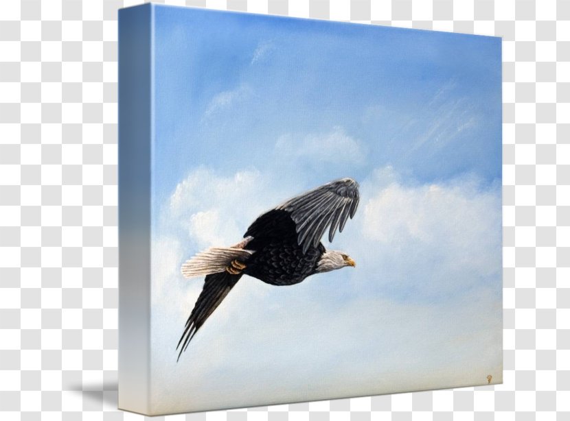 Bald Eagle Vulture Advertising Stock Photography Beak - Wing - Feather Transparent PNG