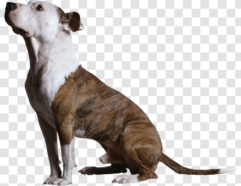 American Pit Bull Terrier Staffordshire Clicker Training For Obedience: Shaping Top Performance--positively Dog Breed Dogs - Talygarn Equestrian Centre Transparent PNG