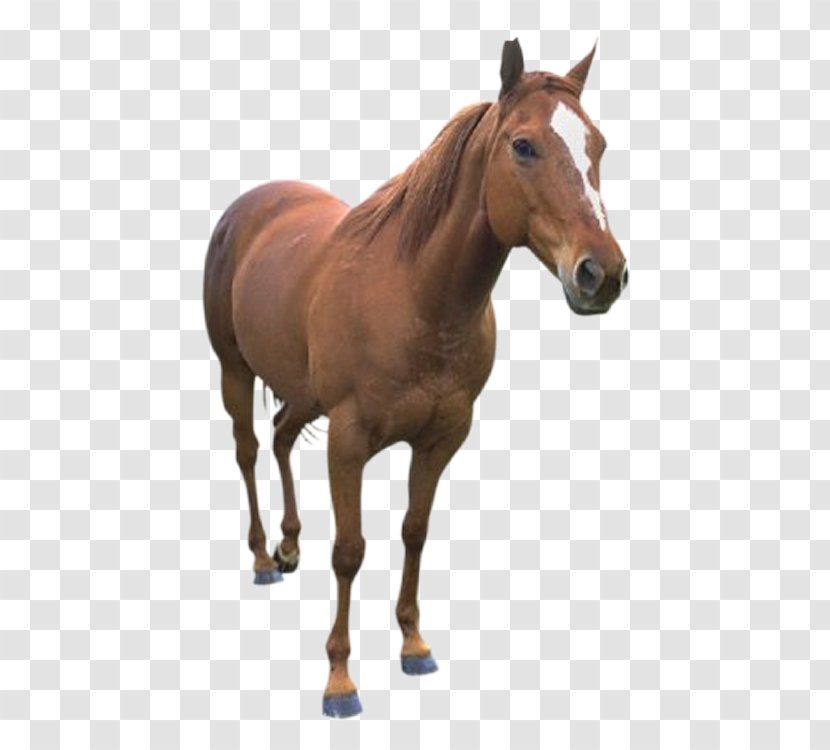 Horse Clip Art - Equestrian Transparent PNG