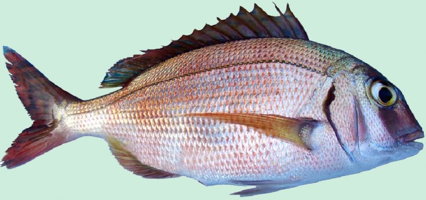 Red Porgy Bluespotted Seabream Pagrus Major Common Pandora Fish - Animal Source Foods - Cyprinus Carpio Transparent PNG
