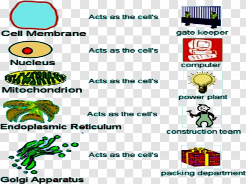 Cell Biology Science Microfilament - Biological Membrane Transparent PNG
