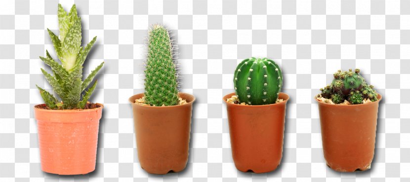 Cactaceae Clip Art - Cactus - Plant Image Transparent PNG