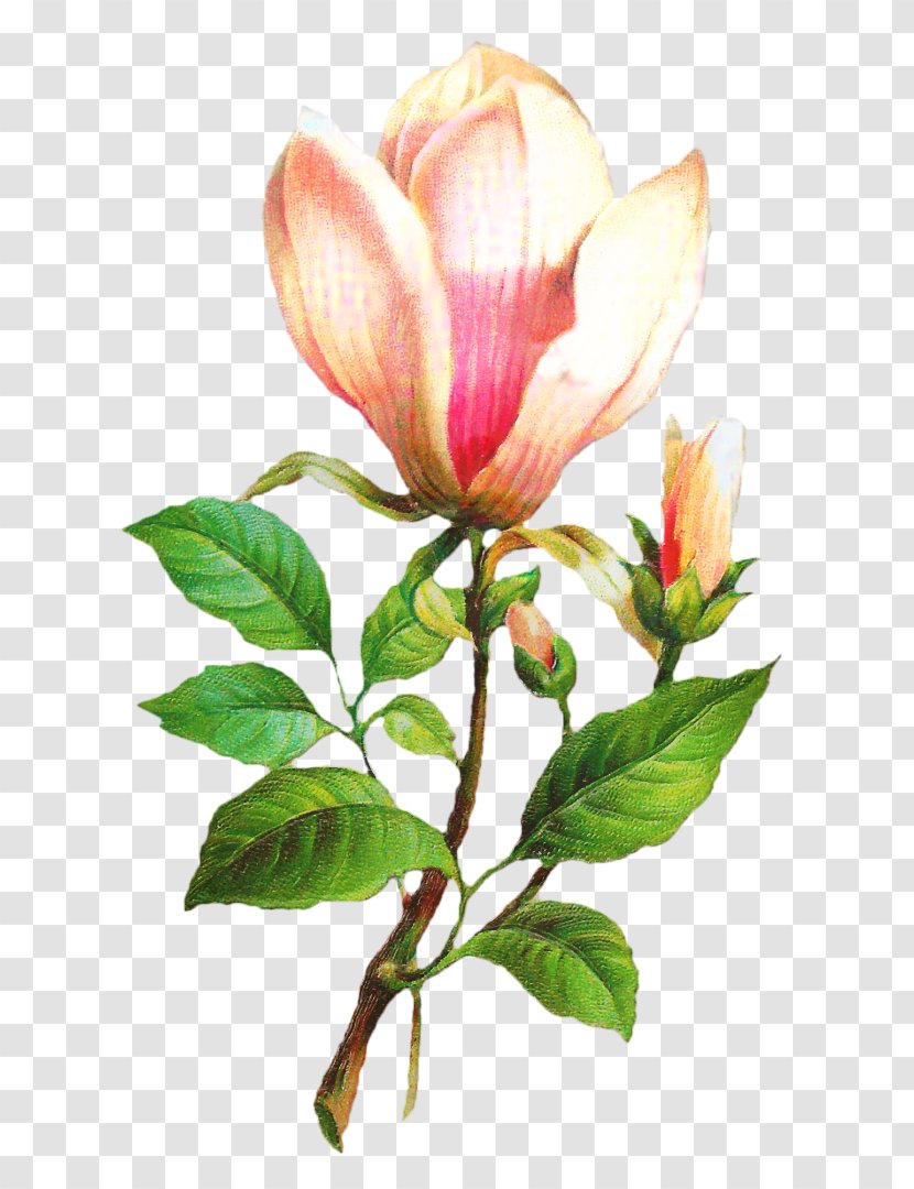 Clip Art Flower Rose Plants - Southern Magnolia Transparent PNG