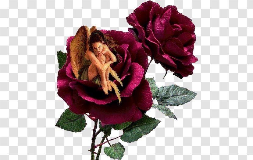 Flower Rose Gfycat Transparent PNG