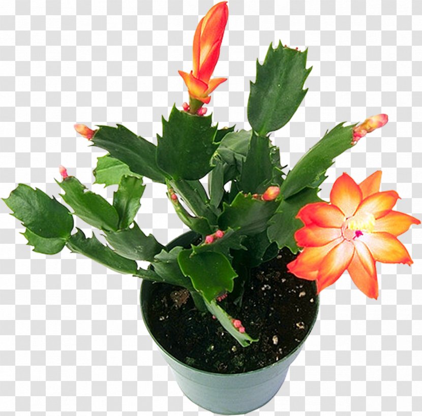 Houseplant Cactus Flowers Cactaceae - Succulent Plant - Flowering Transparent PNG