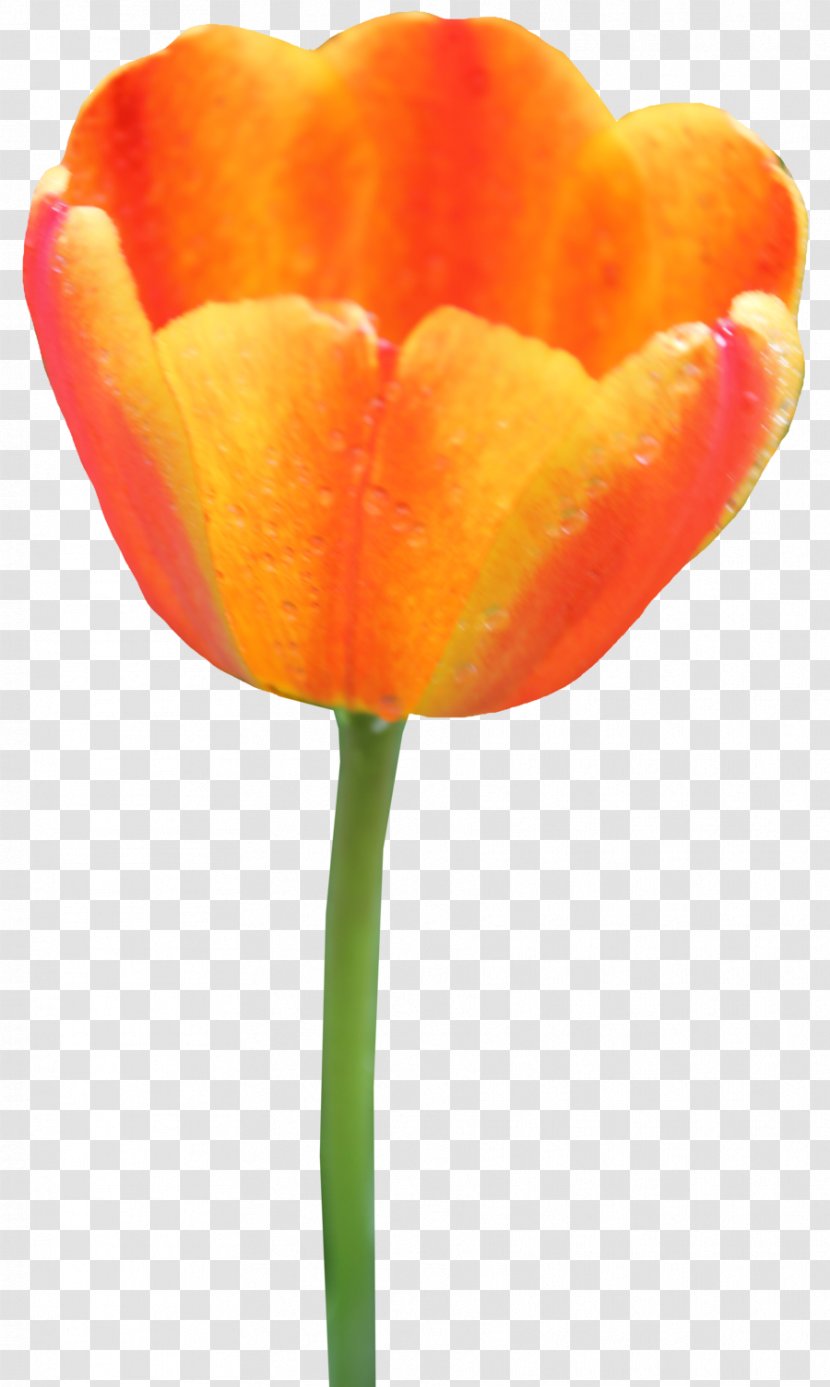 Tulip Clip Art - Orange - Flower Transparent PNG