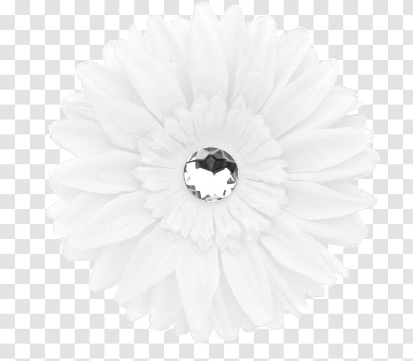 Transvaal Daisy White - Black And - Petal Transparent PNG
