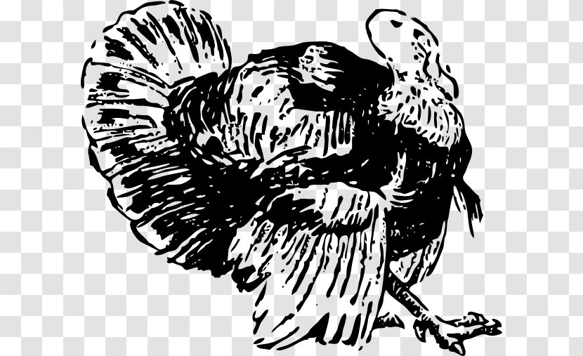 Chicken Turkey Drawing - Art Transparent PNG