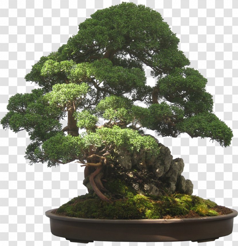 Indoor Bonsai For Beginners Garden - Sageretia Theezans - Design Transparent PNG