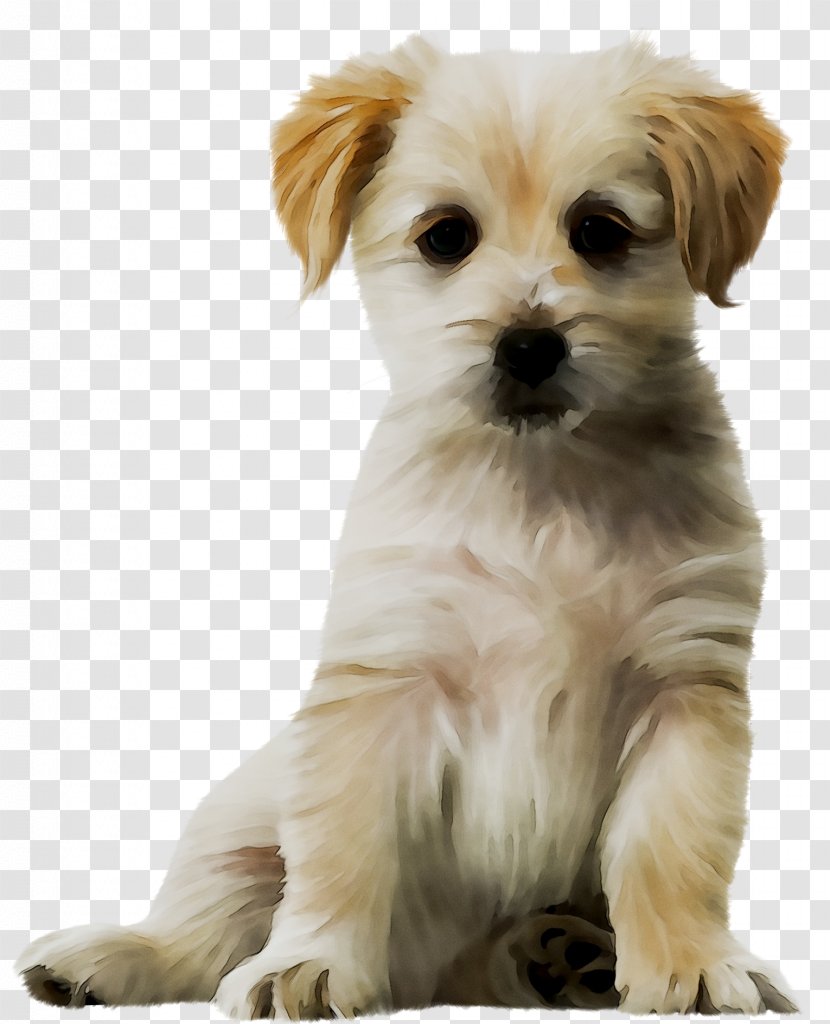 Puppy Havanese Dog Maltese Cat Pekingese - Bolonka - Bichon Transparent PNG