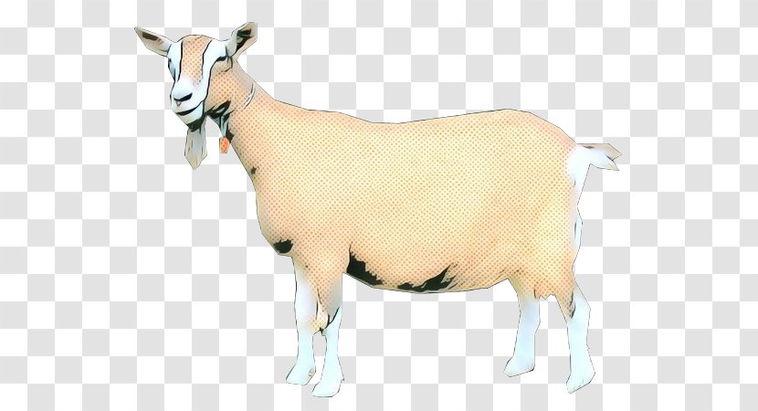 Eid Al Adha Islamic Background - Sheep - Wildlife Livestock Transparent PNG