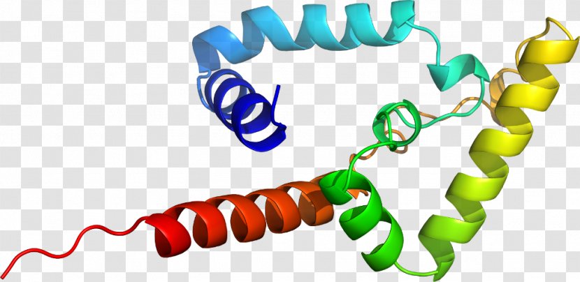 PARP1 Body Jewellery Poly (ADP-ribose) Polymerase Line Clip Art - Jewelry Transparent PNG