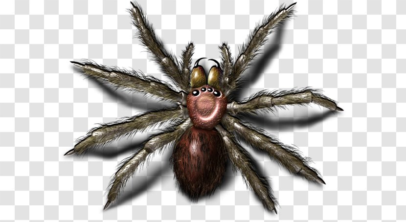 Wolf Spider - Arachnid - Bugs Image Transparent PNG