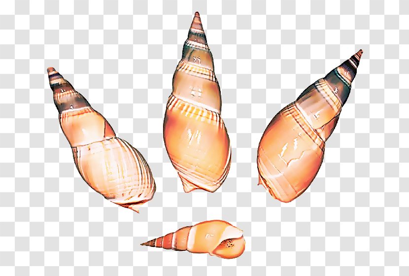 Conch Shankha Pencil Peach - Sea Snail Transparent PNG