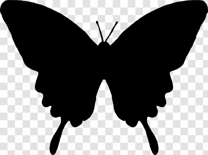 Butterfly Silhouette - Moth - Brushfooted Transparent PNG
