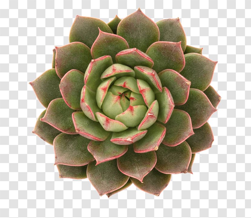 Echeveria Succulent Plant Cactaceae Houseleek - Stonecrop - Suculent Transparent PNG