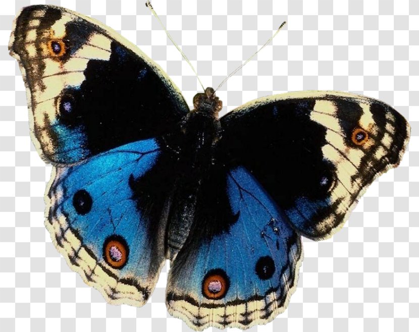 Butterfly Desktop Wallpaper High-definition Television - Pollinator Transparent PNG