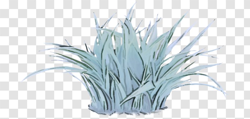 White Grass Plant Family Flower - Perennial Yucca Transparent PNG