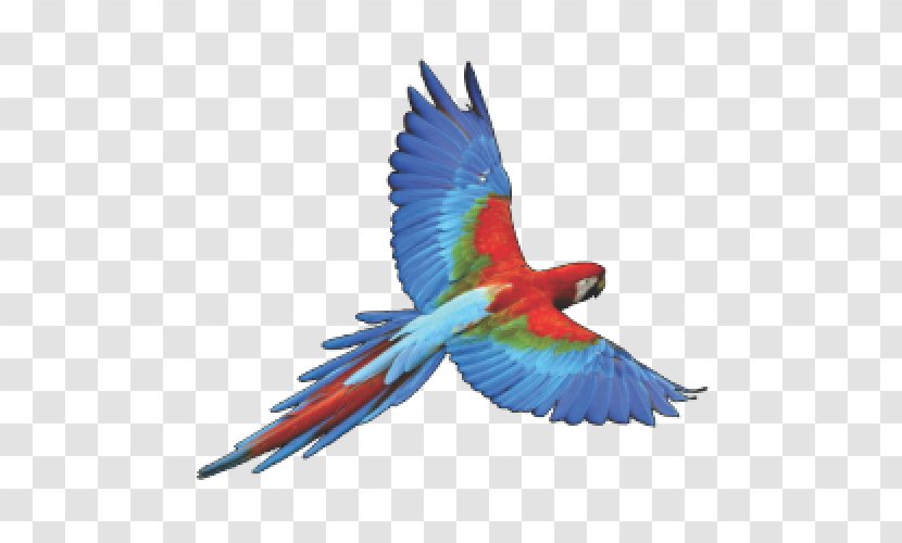 Parrot Bird Budgerigar Transparent PNG