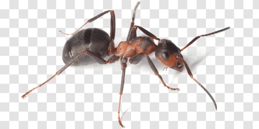 Nature Gift Store Live Ant Farm Ants Shipped Now Formicarium Amazon.com - Uncle Milton - Giant Transparent PNG