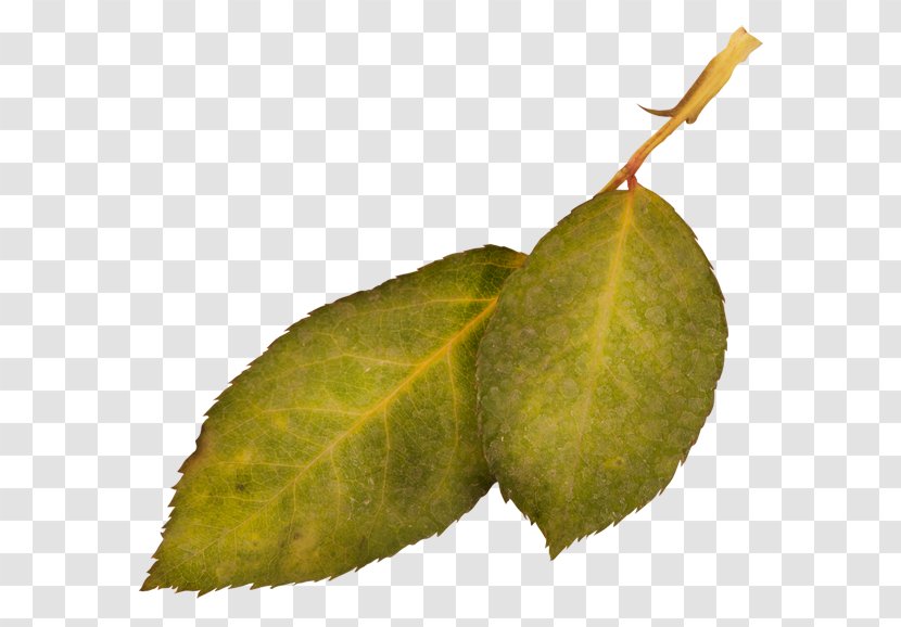 Leaf Plant 0 1 2 - Pathology - Twigs Transparent PNG