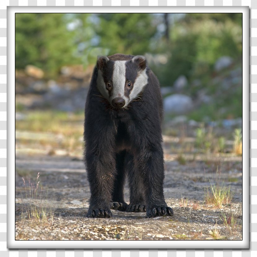 American Black Bear Sloth Terrestrial Animal Transparent PNG