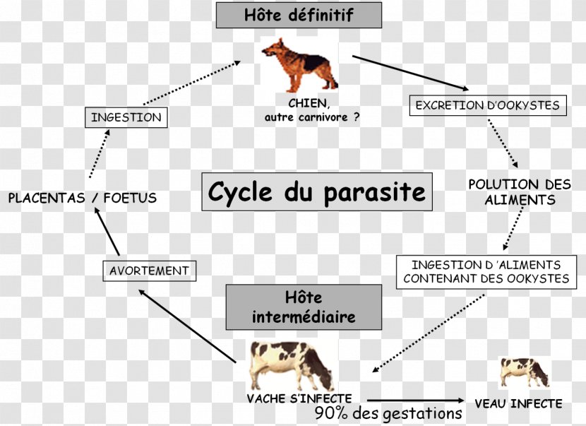 Neospora Caninum Dog Host Cattle Parasitism - Frame Transparent PNG